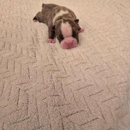 Boy  two is  has a blue  gray  in color  he is the  cutest  parents  are  akc registered  and health tested through animal genetics four pannel clear - Blue male Boston Terrier puppy in Walhalla, South Carolina from Dixies  southern  bostons