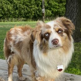 Merle - Miniature Australian Shepherd