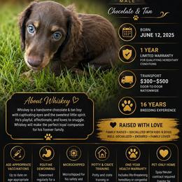 Whisky - Chocolate and cream male Dachshund puppy in Dayton, Ohio from LUXEYPUPS