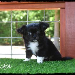 Chicken - Black and tan male Chihuahua puppy in Demorest, Georgia from Sourpatch Chihuahuas