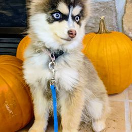 Pomsky Puppies from Big Sky Pomskies