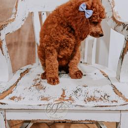 Poodle Puppies from Bridge City Poodles