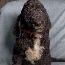 Yule Gentleman - Black male Poodle puppy in Corona, California from Garden Of Poodles