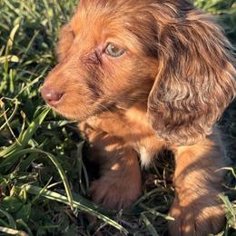 Stella - Dapple female Dachshund puppy in Bentonville, Arkansas from T & D Dachshunds by design