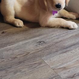 Golden Retriever Puppies from Southern Springs Goldens