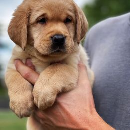Labrador Retriever Puppies from Tried & True Labradors