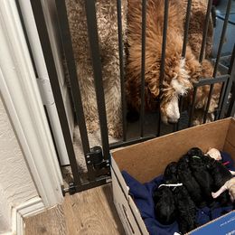 Poodle Puppies from Tyler Family Poodles