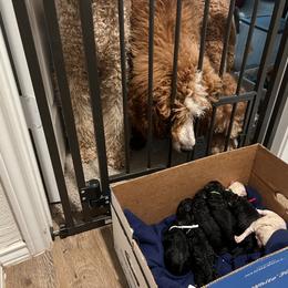 Poodle Puppies from Tyler Family Poodles