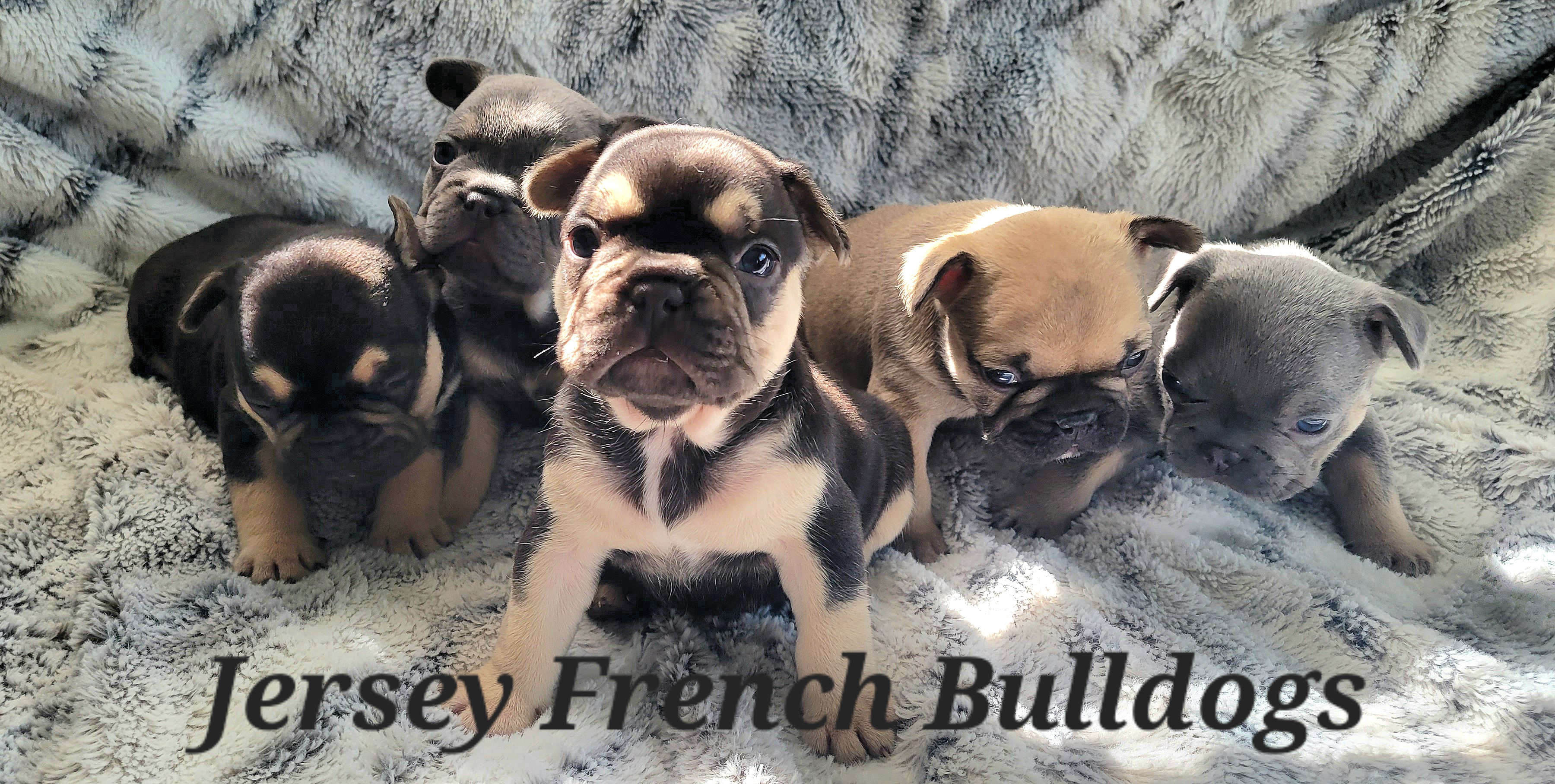 French Bulldog Puppies from Jersey French Bulldogs