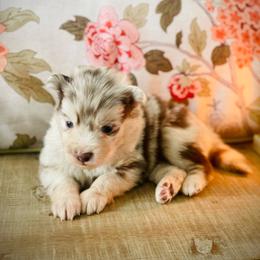 Bali (Pet Only Contract) - Merle male Pomsky puppy in Greenville, South Carolina from Thicketty Mountain Pomskies
