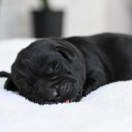 Bradley - Black male Labrador Retriever puppy in Charlotte, North Carolina from Patton Premier Labradors
