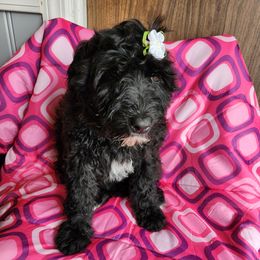 Patty - Black and white Portuguese Water Dog puppy in Denver, Pennsylvania from Wood's Edge Portuguese Water Dogs