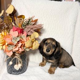 CKC reg. Loki - Sable male Dachshund puppy in Palestine, Texas from Oak tree Dachshunds