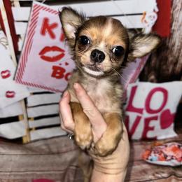 Teddy - Merle male Chihuahua puppy in Palmyra, Indiana from Country Star Chihuahuas