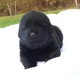 Coffee - Black female Newfoundland puppy in Kimball Twp, Michigan from Pine River Newfoundlands