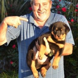 Rottweilers from DaVinci Rottweilers