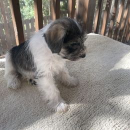 Miniature Schnauzer Puppies from Lovey Mini Schnauzers