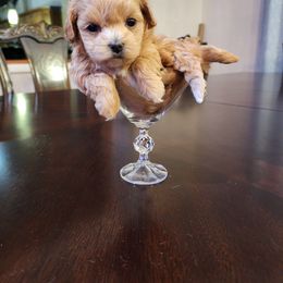 Cavapoo, Maltese, Maltipoo, and Poodle Puppies from Mt.BakerPoodles&Doodles