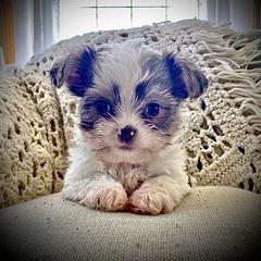 Shih Tzu, Shorkie, Yorkipoo, and Yorkshire Terrier Puppies from Little Rascal Ranch