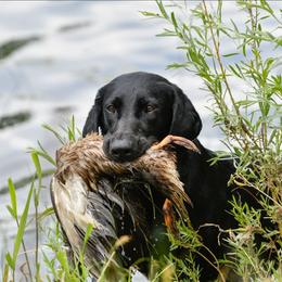 Evie - Labrador Retriever