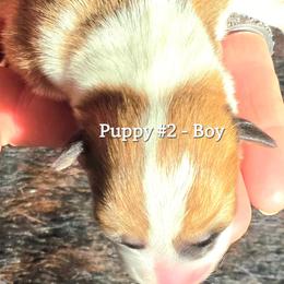 Puppy 2 - Fawn male Pembroke Welsh Corgi puppy in Buffalo, Wyoming from Diamond K Corgis