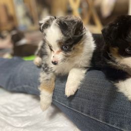 Australian Shepherd and Toy Australian Shepherd Puppies from Little Creek Ranch
