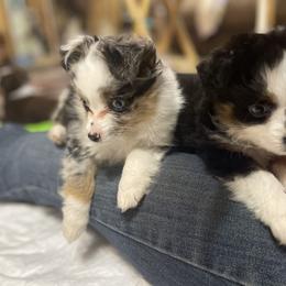 Australian Shepherd and Toy Australian Shepherd Puppies from Little Creek Ranch