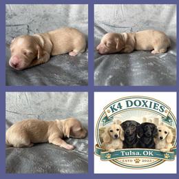 ELSA - Cream female Dachshund puppy in Tulsa, Oklahoma from K4 Doxies