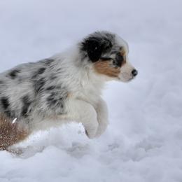 Australian Shepherd, Miniature American Shepherd, Miniature Australian Shepherd, and Toy Australian Shepherd Puppies from Painted Blue Aussies