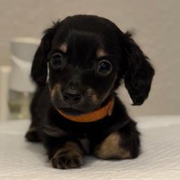 2,675 - Orange Boy - Black and cream male Dachshund puppy in Horizon City, Texas from Willipaws