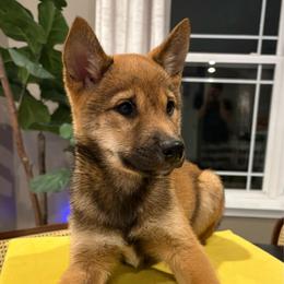 Charlie - Sesame male Shiba Inu puppy in Elizabeth, New Jersey from Shiba Inu Loving Care