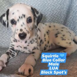 Squirtle (Blue Collar) LUA - White and black male Dalmatian puppy in Raymondville, Missouri from Wagner's Dalmatian's