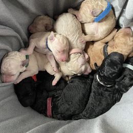 Bernedoodle Puppies from Bruce and Emma Doodles