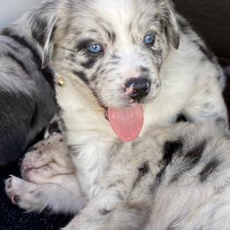 Australian Shepherd Puppies from Kent island Aussies