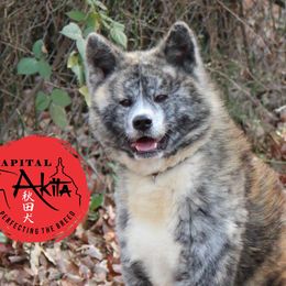 Waka - Japanese Akitainu