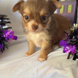 Cooper - Red and white male Chihuahua puppy in Austin, Indiana from Dog Bones N Harmony