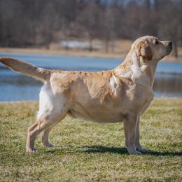 Doppler - Labrador Retriever