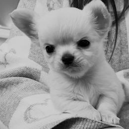 Cream Girl - Cream and white female Chihuahua puppy in Birmingham, Michigan from Cranbrook Kennels