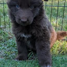 No collar male - Liver male German Shepherd puppy in Garrett, Indiana from Devil-Dog Shepherds
