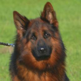 Long coat boy 2 - Black and red German Shepherd puppy in Chrisney, Indiana from Indiana German Shepherds