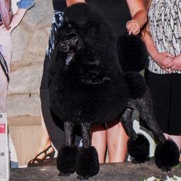 Arya - Poodle