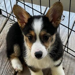 Pembroke Welsh Corgis from Clark Corgis