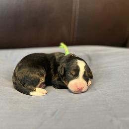 Green - Tri-color male Bernedoodle puppy in Casper, Wyoming from 307 Doodles