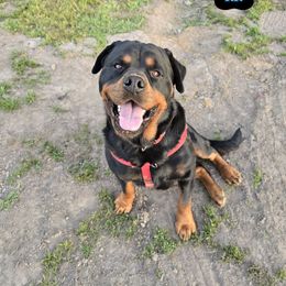 Gryzzlie - Rottweiler