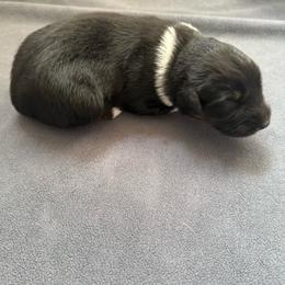 Hershey - Black tri-color male Australian Shepherd puppy in Weeki Wachee, Florida from Ace of Spades Australian Shepherds