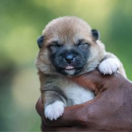 Boy 1 - Red male Shiba Inu puppy in Hephzibah, Georgia from Evenfalls Shiba Inu