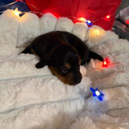 Eclair - Black and tan female Dachshund puppy in Erie, Michigan from Champagne’s Grinch Toe’d Dachshunds
