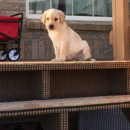 Labrador Retriever Puppies from Rim Country Labradors