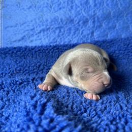 Lilac Tri - Lilac tri-color male American Bully puppy in Union County, North Carolina from XLRG BULLIES