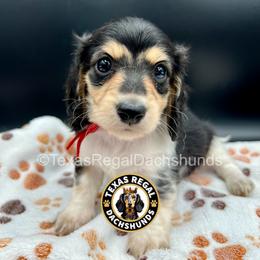 Joey 2500 - Piebald male Dachshund puppy in Houston, Texas from Texas Regal Dachshunds LLC